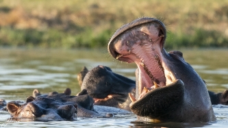 Als je ben een plas bent, is er eigenlijk altijd een groep nijlpaarden. De mannetjes zijn atijd driftig bezig en zo nu en dan trekt er één zijn bek helemaal open. Zijn de gevaarlijkste dieren waar je echt rekenening mee moethouden.#0156 Nijlpaard trek bek open