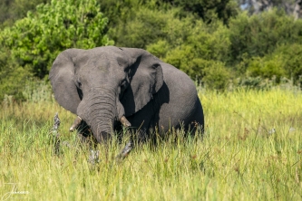 Het gras staat heel hoog. De olifant heeft honger en staat rustig te grazen.#0151 Olifant aan het eten in hoge gras