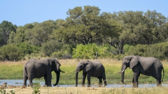 Olifanten aan de kwai river zie je met grote regelmaat. Ook bavianen zitten de uitwerpselen van de olifanten uit te pluizen voor iets eetbaars.#0153 Olifanten aan de kwai river
