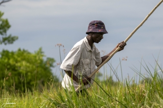 Poolers heb je in de Okavango Delta nodig om de mokoro voort te bewegen. Ze gaan over smalle kanaaltjes met hoog riet.#0145 Pooler