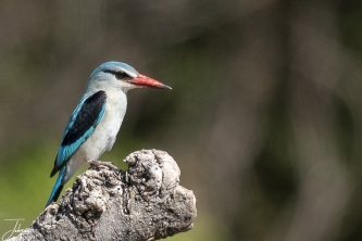 Wat een mooi vogeltje is dit. We zagen hem in Moremi Kwai (Botswana). Rustend op een boomstronkje kijkend in het water of er visjes voorbij komen.#0139 Senegal IJsvogel