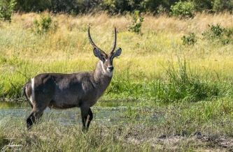 Een prachtige mannetje waterbok langs het water en het hoge gras.#0152 Waterbok