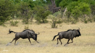 Twee wild beasts (gnoe's) in galop. #0143 Wild beast in galop