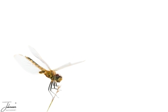 The second assignment of "de Beste photo" high key in minimalisme. These are two different assignments in one which I both find challenging. However on a nice afternoon we saw a field full of dragonflies. As I do not have a macro lens, I used my big zoom lens. It was very windy and difficult to focus on the dragonfly.  However, the result was very nice and ended secondly.#0160