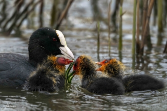 Thrid assignment with the competition "de Beste foto". I saw this coot with it little ones. They were hiding behind the reeds. I was sitting as low as possible and genlty waiting. After about 10-15 minutes they all came out and mother was feeding them. With this photo, I became first.#0161