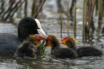 Thrid assignment with the competition "de Beste foto". I saw this coot with it little ones. They were hiding behind the reeds. I was sitting as low as possible and genlty waiting. After about 10-15 minutes they all came out and mother was feeding them. With this photo, I became first.#0161