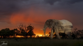 The fourth assignment in de Beste photo is double / multi exposure. Some carera's do have this option but my Sony not. Meaning with this assignment, need to Photoshop. I am not that experience with Photoshop and first did watch many youtube videos. It is a composition of 3 photos in Botswana. The background shot early in the morning with a very cloudy sunrise creating these beautiful colours. Next inserted the elephant, creating a mask and added a sunset in the elephant. This photo was the winner!!#0163
