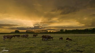 The last assignment with "de beste foto" are dutch (paint) artists. I have seen many paintings and many of the mills and cows in the field. In the evening, I saw these cows in the field at sunset. With my camera I could not come close enough and did send my drone to it. The cows were relaxed and the sun dropped below the horizon. To create a paint effect, Photoshop was needed and I decided not to perform this.  This photo ended in third place and overall, I became the winner.