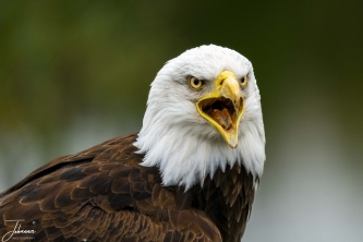 A photo workshop at de Valk in Lunteren (Netherlands). This is the famous Hertog which is an american fish eagle. When the footbal club Vitesse is playing footbal in its home stadium, Herttog is flying its round in the stadium. Here it is sitting perfectly for a portrait shoot.#0166
