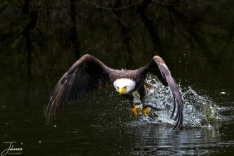 A photo workshop at de Valk in Lunteren (Netherlands). This is the famous Hertog which is an american fish eagle. When the footbal club Vitesse is playing footbal in its home stadium, Herttog is flying its round in the stadium. Now it is catching food from the water surface.#0164