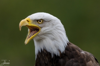 A photo workshop at de Valk in Lunteren (Netherlands). This is the famous Hertog which is an american fish eagle. When the footbal club Vitesse is playing footbal in its home stadium, Herttog is flying its round in the stadium. Here it is sitting perfectly for a portrait shoot.#0165