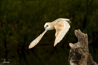 At de Valk Lunteren, (Netherlands) a barn owl is flying from a tree trunk.#0167