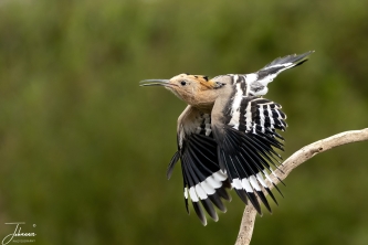 At de Valk Lunteren, (Netherlands), a bird photo workshop organised by Fotowandeling Nijmegen. This bird is called a Hop (in Dutch). It is a fast bird hopping very quickly from its position. Caught this one in flight.#0172