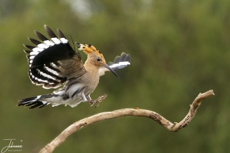 At de Valk Lunteren, (Netherlands), a bird photo workshop organised by Fotowandeling Nijmegen. This bird is called a Hop (in Dutch). It is a fast bird hopping very quickly from its position. Caught this one landing on a branche.#0171