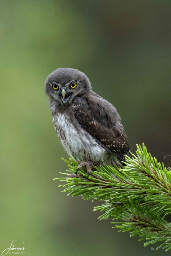 At de Valk Lunteren, (Netherlands), a bird photo workshop organised by Fotowandeling Nijmegen. This young mini owl was an ideal model sitting in the tree.#0169