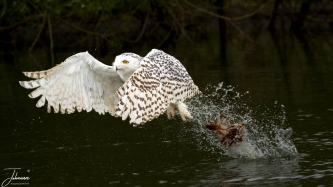 At de Valk Lunteren, (Netherlands) snow owl is catching food from the water surface. Impressive to see how smooth this is going, however in this case it missed the catch..#0168