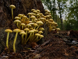 It is October and the mushrooms are shooting out of the ground. On a beautiful Sunday, while walking the dogs at Sionshof (Nijmegen) many mushrooms can be found. Right at the beginning I saw these bank stump mushrooms on a trunk. After finding the right angle I made a nice stack.