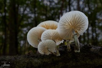 On a beautiful Sunday morning, a walk through the forest. It is October and there are many mushrooms to be found. Especially with the beautiful warm weather we had recently you stumble over the mushrooms. In a deeper gully I came across these porcelain mushrooms on a trunk. I could not pass this one up to capture it. I made a focus stack with a large aperture for a limited depth of field. Very satisfied with the result.