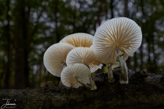 On a beautiful Sunday morning, a walk through the forest. It is October and there are many mushrooms to be found. Especially with the beautiful warm weather we had recently you stumble over the mushrooms.
In a deeper gully I came across these porcelain mushrooms on a trunk. I could not pass this one up to capture it.
I made a focus stack with a large aperture for a limited depth of field. Very satisfied with the result.
