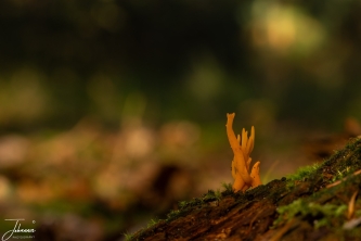 Last weekend of october. It was nearly the end of the morning and the sun was shining. Went for a walk with our dogs. Nearly at the end of the hike, I saw this tiny sticky coral fungus. It is about 2 cm high but easy to make a very nice shot.