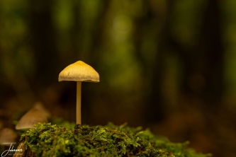 It is October and the mushrooms are shooting out of the ground. On a beautiful Sunday, while walking the dogs at Sionshof (Nijmegen) many mushrooms can be found. At a sudden moment, I saw this lonely mushroom sitting on a trunck. Beautiful spot and nice colours.