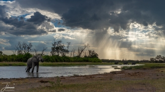 We had a fantastic day. The sunset is setting in. It is cloudy and not far from, it is raining. A group of elephants are passing by. Very close to us, an elephant is drinking. Bit further away, a group of elephants are passing by.