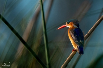 A malachite kingfisher or small crested kingfisher sits in the reeds. We are in a mokoro which is a bit wobbly. King fisher is very small and hidden between the reeds. A challenging job for the auto focus of the camera but after a lock the photo's look marvelous.