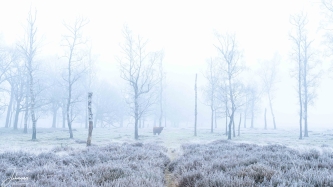 It is cold, it is misty.
All the little mist drops freeze to the environment.
The sun does not have the power to come through and everything is gray.
The Highland cows are around to eat some grass and are curious what we are doing there.
One of them is walking slowly to the path looking straight at us.
The trees fade away and the setting is beautiful..