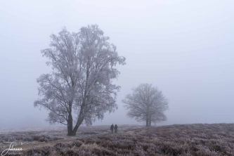 It is cold, it is again misty. It is very cold and the little mist drops freeze to the environment. The sun does not have the power to come through and everything is gray. The high Veluwe (Netherlands) is a beautiful area to make nice walks. The trees disappear in the mist.