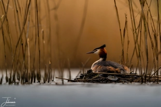 It is early april. Past weeks, we have had a lot of sunshine in the Netherlands. Many birds have started breeding. I even saw the first geese with chicks. This grebe has to wait a bit longer before the eggs will hatch.