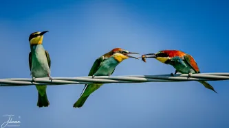 In the heart of beautiful Tuscany, where the sun-drenched hills form a picturesque backdrop, we witnessed a special moment in nature.
This beautifully colored bee-eater, with its vibrant blue and yellow hues, is here patiently feeding a hungry chick. It's a scene that perfectly captures the essence of the natural cycle and the beauty of parenthood. This holiday in Tuscany will stay with us for a long time because of this.