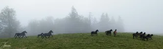 The raw, untamed energy of the Carpathian Mountains. A magnificent herd of wild horses runs across the foggy ridge, their silhouettes breaking the line of the forest. This dramatic scene captures the freedom and powerful spirit of Romanian wilderness.