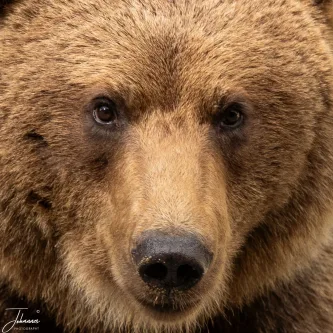 A close portrait of a Carpathian Brown Bear. Sadly, this animal was photographed begging for food alongside a busy road, a direct consequence of habituation and illegal feeding. This image is a sobering reminder of the conservation challenges and the need to protect Romania's iconic wildlife from human interaction.