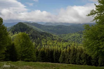 A sweeping view over the heart of the Carpathian Mountains. Here, the vivid greens of the sunlit forest contrast with the dark, layered peaks that fade into a sky of low-hanging clouds. This is the raw, immense, and powerful natural beauty of Romania's wilderness.