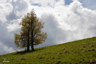 Standing its ground beneath a turbulent sky, this solitary tree on a steep Carpathian hill captures the essence of mountain resilience. The bright, vivid green of the pasture contrasts beautifully with the drama of the fast-moving clouds overhead.