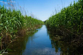 Gliding silently through the emerald passage. Discover the hidden waterways where the only sound is the gentle ripple against the reeds. Find your peace in the maze of the marsh.