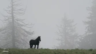 Standing alone on the mist-shrouded ridge of the Carpathian Mountains, this member of a wild herd cuts a powerful, dramatic silhouette. The cold, heavy fog blankets the hills where Moldavia lies just beyond—a truly wild and solitary moment at the edge of the world.