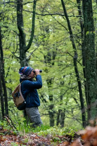 Our dedicated guide scans the dense woodland, binoculars raised, searching for any sign of movement or a subtle track. This crucial preparatory step—searching the forests of Romania—is what makes successful (or even unsuccessful!) wildlife viewing possible. Patience and expertise are the real tools of the trade.