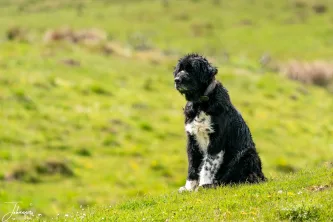 A portrait of a loyal Carpathian shepherd dog, surveying the rolling green hills with intense focus. These powerful dogs live with the flock and the shepherd year-round, standing sentinel against threats and embodying the wild, dedicated spirit of life in the high mountains.