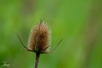 Hours passed in the wildlife hide without a sighting, but the long wait brought its own rewards. Turning the lens to the ground revealed this striking teasel seed head, a beautiful example of Carpathian resilience. A quiet reminder that the most compelling photos are often found when you stop searching for the obvious.