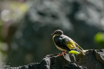 A splash of vibrant yellow breaks the grey of the rocks. We found this beautiful Grey Wagtail—a true resident of the fast-flowing stream—keeping a watchful eye over the cold mountain water.