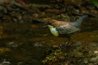 Perched precariously on mossy rock, the White-throated Dipper is a vital bio-indicator of a healthy river ecosystem. We spent the morning following the fast-flowing stream, finally spotting this incredible bird just before it dove headfirst into the current. Dippers are fiercely dependent on pristine water quality to ensure the survival of the insect larvae they hunt underwater. Their presence confirms the clean, unpolluted nature of this habitat.