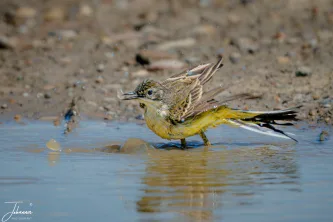 Caught mid-splash! This tiny bird—a Yellow Wagtail—takes a joyful bath in a shallow puddle, ruffling its feathers and sending water droplets flying. A vibrant moment of wild nature.