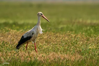 Caught during the golden hour, this White Stork searches for a meal. The sharp red of its legs and beak provides a striking contrast against the beautiful, sun-drenched green and brown of the meadow.