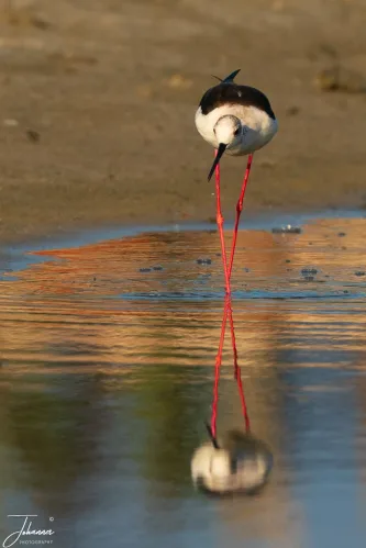 An incredible moment of stillness and symmetry with the Black-winged Stilt. The bird's unbelievably long, bright red legs create a perfect line and reflection, beautifully contrasted against the warm tones of the shallows.