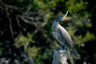 A fierce portrait of the Great Cormorant, one of the Danube Delta's most skilled avian predators. Caught mid-stretch on its perch, this photo captures the intensity and raw power essential to life in Europe's vast wetland paradise.