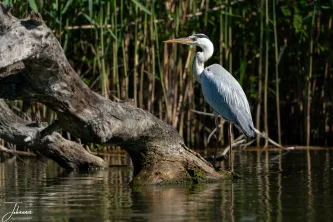 Patience perfected. The elegant Grey Heron stands in perfect stillness, a striking figure against the rich reeds and dark water of the Danube Delta. This image captures the quiet, focused intensity of life in the Bird Paradise.