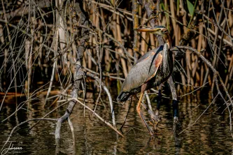 A rare and striking sight in the Danube Delta. The elusive Purple Heron masterfully blends into its habitat, its rich, dark colors perfectly adapted to the maze of reeds and tangled branches. A moment of wild, untamed beauty.