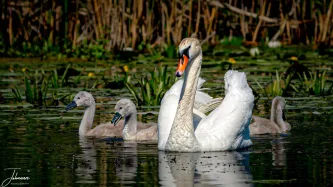 Grace on the water. A majestic Mute Swan guards its cygnets among the lilies and reeds, showcasing the tender, beautiful side of life in the Danube Delta, Europe's largest bird paradise.