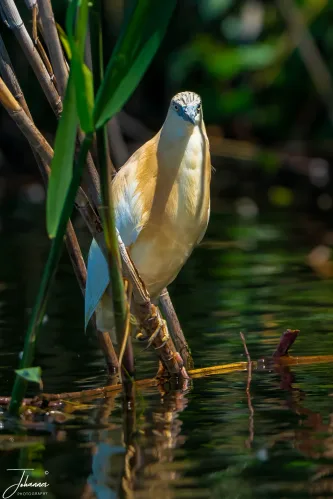 The Squacco Heron is notable for its brilliant golden-buff plumage, which provides excellent camouflage. When flying, the bright white wings are suddenly revealed in contrast to its cryptic body, making for a surprise sighting!